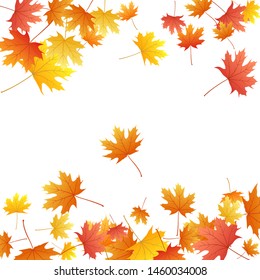 Maple leaves vector background, autumn foliage on white illustration. Canadian symbol maple red orange yellow dry autumn leaves. Garden tree foliage vector september season specific background.