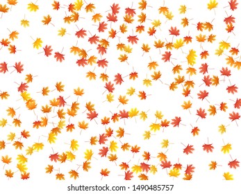 Maple leaves vector background, autumn foliage on white graphic design. Canadian symbol maple red orange yellow dry autumn leaves. Biological tree foliage vector fall season specific background.