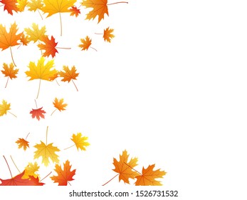 Maple leaves vector background, autumn foliage on white illustration. Canadian symbol maple red orange yellow dry autumn leaves. Biological tree foliage vector november season specific background.