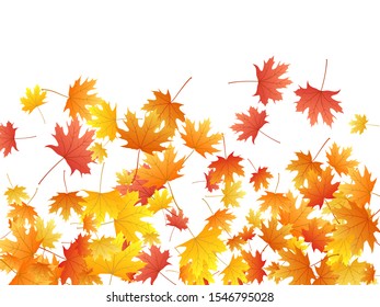 Maple leaves vector background, autumn foliage on white graphic design. Canadian symbol maple red orange gold dry autumn leaves. Closeup tree foliage fall season specific background graphics.