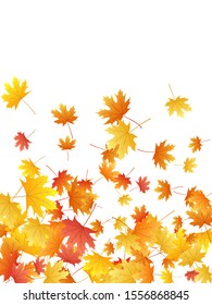Maple leaves vector background, autumn foliage on white illustration. Canadian symbol maple red yellow gold dry autumn leaves. Bright tree foliage october background pattern.
