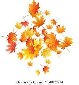 Maple leaves vector background, autumn foliage on white graphic design. Canadian symbol maple red yellow gold dry autumn leaves. Fancy tree foliage vector october season specific background.