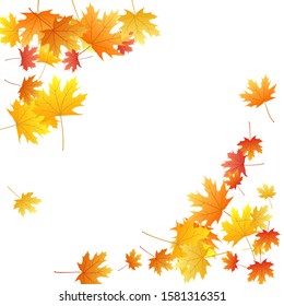 Maple leaves vector background, autumn foliage on white illustration. Canadian symbol maple red orange gold dry autumn leaves. Detailed tree foliage fall season specific background graphics.