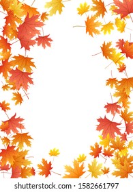 Maple leaves vector background, autumn foliage on white illustration. Canadian symbol maple red orange yellow dry autumn leaves. Snazzy tree foliage october seasonal background.