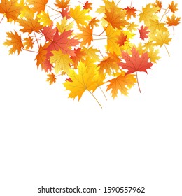 Maple leaves vector background, autumn foliage on white graphic design. Canadian symbol maple red orange gold dry autumn leaves. Nice tree foliage october season specific background.