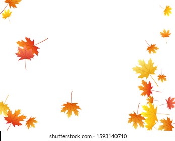 Maple leaves vector background, autumn foliage on white graphic design. Canadian symbol maple red orange yellow dry autumn leaves. Biological tree foliage fall season specific background pattern.