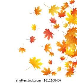 Maple leaves vector background, autumn foliage on white graphic design. Canadian symbol maple red orange yellow dry autumn leaves. Bright tree foliage vector september seasonal background.