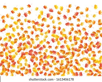 Maple leaves vector background, autumn foliage on white illustration. Canadian symbol maple red orange yellow dry autumn leaves. Cool tree foliage november seasonal background pattern.