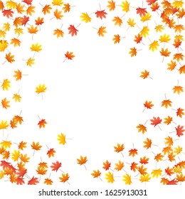 Maple leaves vector background, autumn foliage on white graphic design. Canadian symbol maple red yellow gold dry autumn leaves. Isolated tree foliage vector fall season specific background.