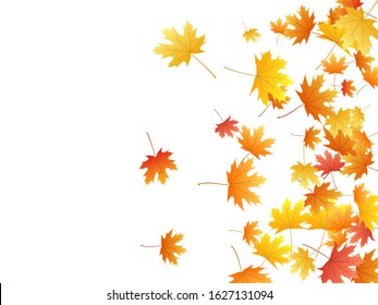 Maple leaves vector background, autumn foliage on white graphic design. Canadian symbol maple red orange yellow dry autumn leaves. Flying tree foliage vector november seasonal background.