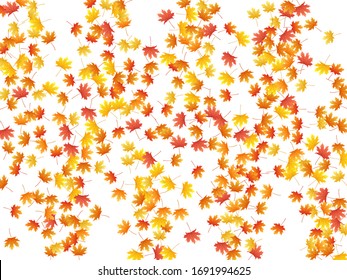 Maple leaves vector background, autumn foliage on white graphic design. Canadian symbol maple red yellow gold dry autumn leaves. Stylish tree foliage october season specific background.