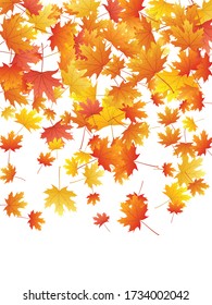 Hojas de arce fondo vectorial, follaje otoñal sobre diseño gráfico blanco. Símbolo canadiense maple rojo naranja amarillo hojas secas de otoño. Patrón de fondo específico de la temporada de otoño de los árboles frutales.