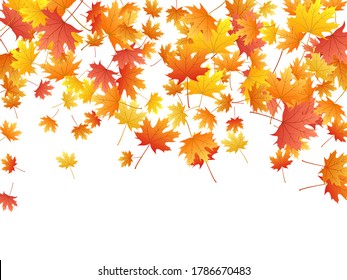 Maple leaves vector background, autumn foliage on white illustration. Canadian symbol maple red orange gold dry autumn leaves. Closeup tree foliage fall seasonal background pattern.