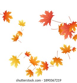 Maple leaves vector background, autumn foliage on white illustration. Canadian symbol maple red yellow gold dry autumn leaves. Cool tree foliage vector november season specific background.