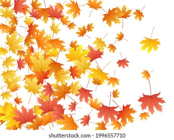 Maple leaves vector background, autumn foliage on white illustration. Canadian symbol maple red orange gold dry autumn leaves. Snazzy tree foliage vector september season specific background.