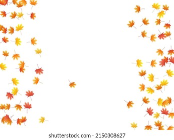 Maple leaves vector background, autumn foliage on white illustration. Canadian symbol maple red orange yellow dry autumn leaves. Biological tree foliage october background graphics.