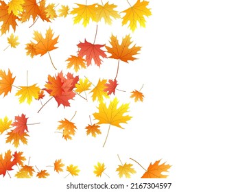 Maple leaves vector background, autumn foliage on white illustration. Canadian symbol maple red orange gold dry autumn leaves. Closeup tree foliage november season specific background.