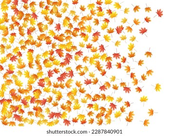 Maple leaves vector background, autumn foliage on white illustration. Canadian symbol maple red orange yellow dry autumn leaves. Botanical tree foliage november season specific background.