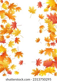 Maple leaves vector background, autumn foliage on white graphic design. Canadian symbol maple red yellow gold dry autumn leaves. Elegant tree foliage vector fall season specific background.
