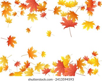 Maple leaves vector background, autumn foliage on white graphic design. Canadian symbol maple red yellow gold dry autumn leaves. Floral tree foliage fall season specific background graphics.