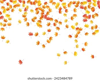 Maple leaves vector background, autumn foliage on white illustration. Canadian symbol maple red orange yellow dry autumn leaves. Rich tree foliage fall season specific background.