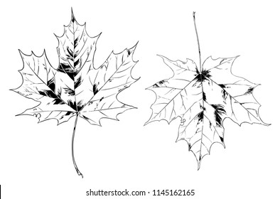 Maple leaves. Vector hand drawn illustration.