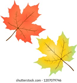 Maple leaves. Vector illustration on white background