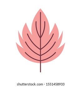 maple natural leaf foliage autumn on white background vector illustration