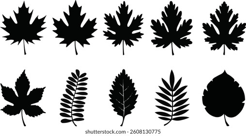 maple, oak, fern, palm, and a simple round leaf