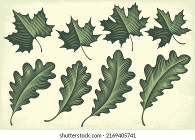 Maple and oak leaves. Design set. Editable hand drawn illustration. Vector vintage engraving. 8 EPS