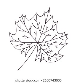 Maple outline autumn leaf. stylized autumn leaf of maple  