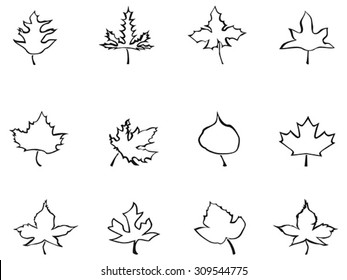 maple outline stylized leaves