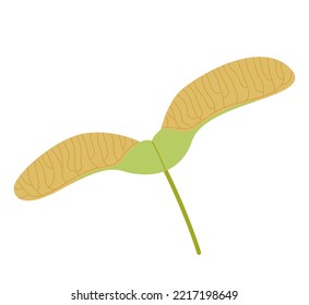 Maple Seed. Botanical Element Of Maple Key (samara). Flat Vector Illustration Isolated On White Background.