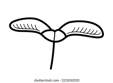 Maple Seed. Hand Drawn Sketch Botanical Element Of Maple Samara. Isolated Vector Illustration.