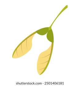 Maple seed. Hand drawn trendy flat style isolated on white background. Vector illustration.