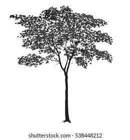 A maple silhouette with leaves on a white background