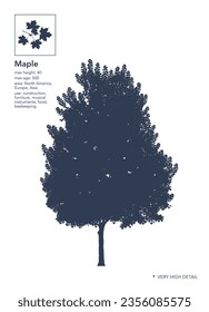 Maple silhouette. Maple tree on white. Very high detail. Infographic. Vector illustration