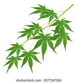 Maple Summer greeting card icon