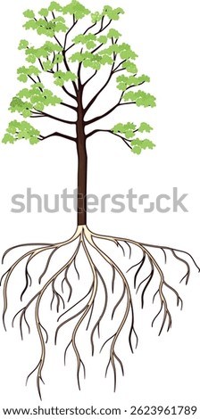 Maple tree (Acer platanoides). Flowering maple tree with root system isolated on white background	