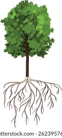 Maple tree (Acer platanoides). Old tree with root system and green crown isolated on white background