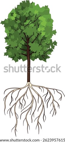 Maple tree (Acer platanoides). Old tree with root system and green crown isolated on white background