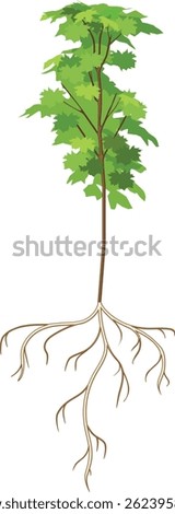 Maple tree (Acer platanoides). Tree with root system and green crown isolated on white background	