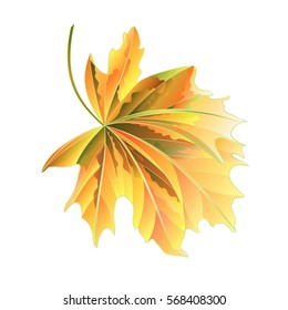 Maple tree autumnal  leaf on a white background vector illustration