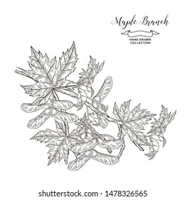 Maple tree branch. Black and white leaves of maple. Hand drawn vector illustration. Autumn collection. Engraving style.