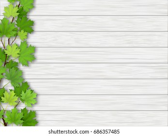 Maple tree branch with green leaves on white old wooden background.