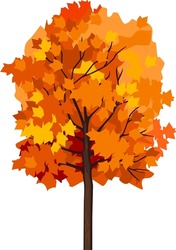 Maple Tree With Bright Orange Autumn Crown Isolated On White Background