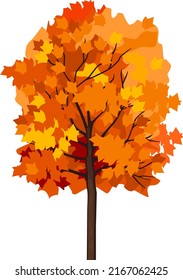 Maple tree with bright orange autumn crown isolated on white background