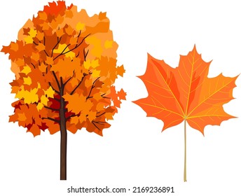 Maple tree with bright orange autumn crown and leaf isolated on white background