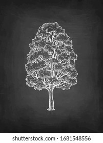 Maple tree. Chalk sketch on blackboard background. Hand drawn vector illustration. Retro style.