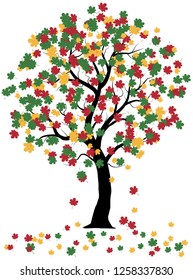 Maple tree with colorful leaves, autumn tree with leaves fall from the tree.